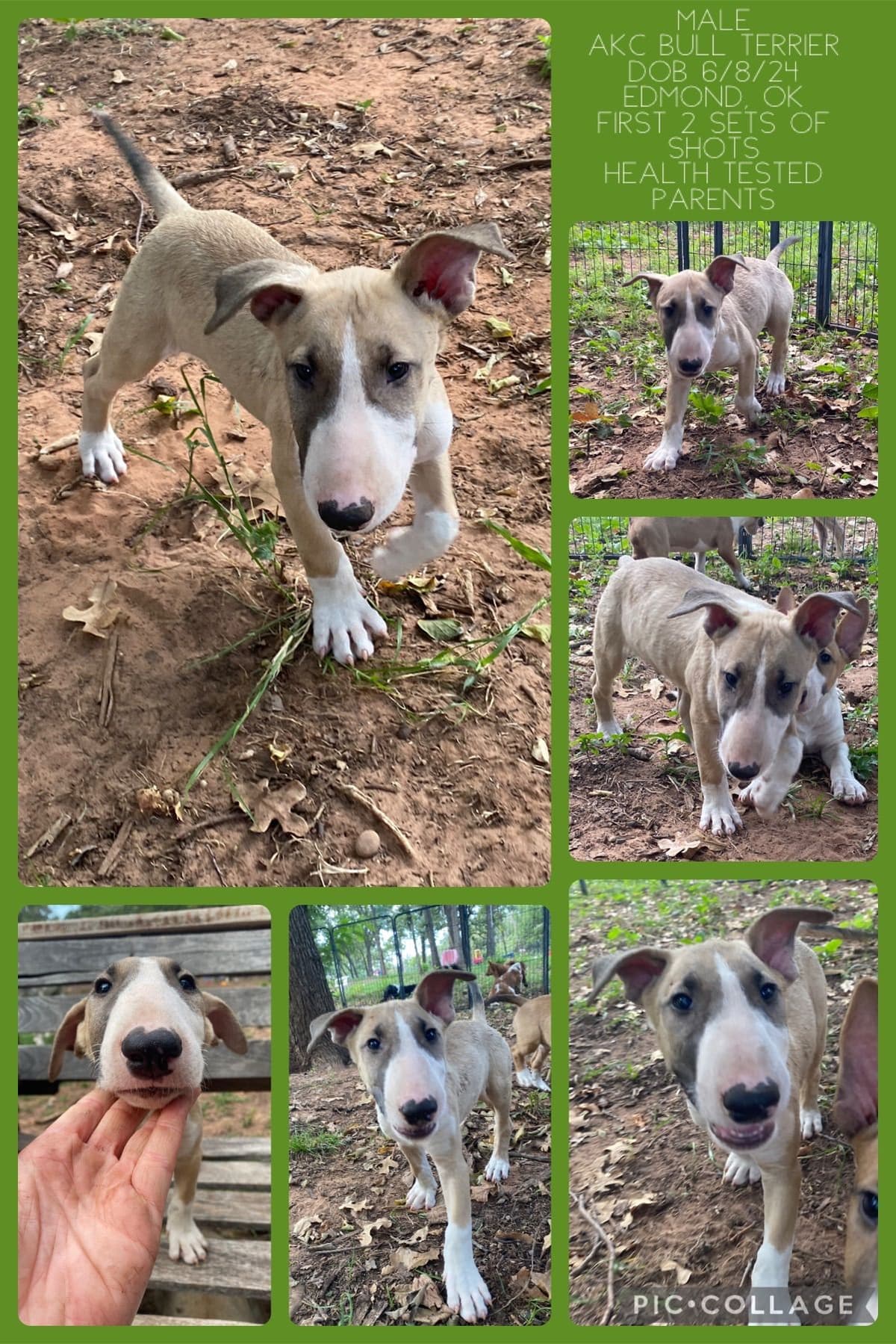 Bull Terrier Puppies breeder image 10