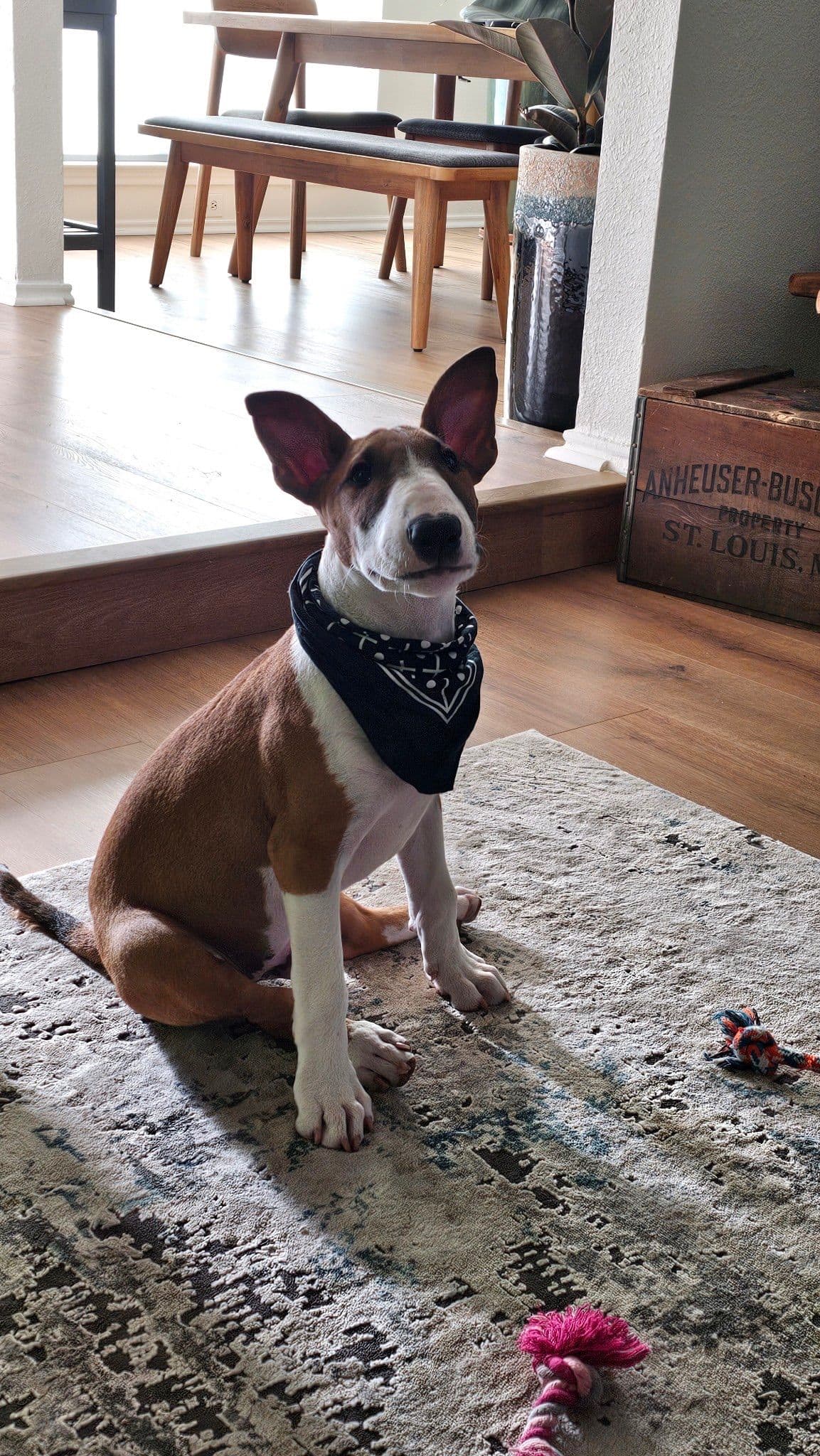 Bull Terrier Puppies breeder image 11
