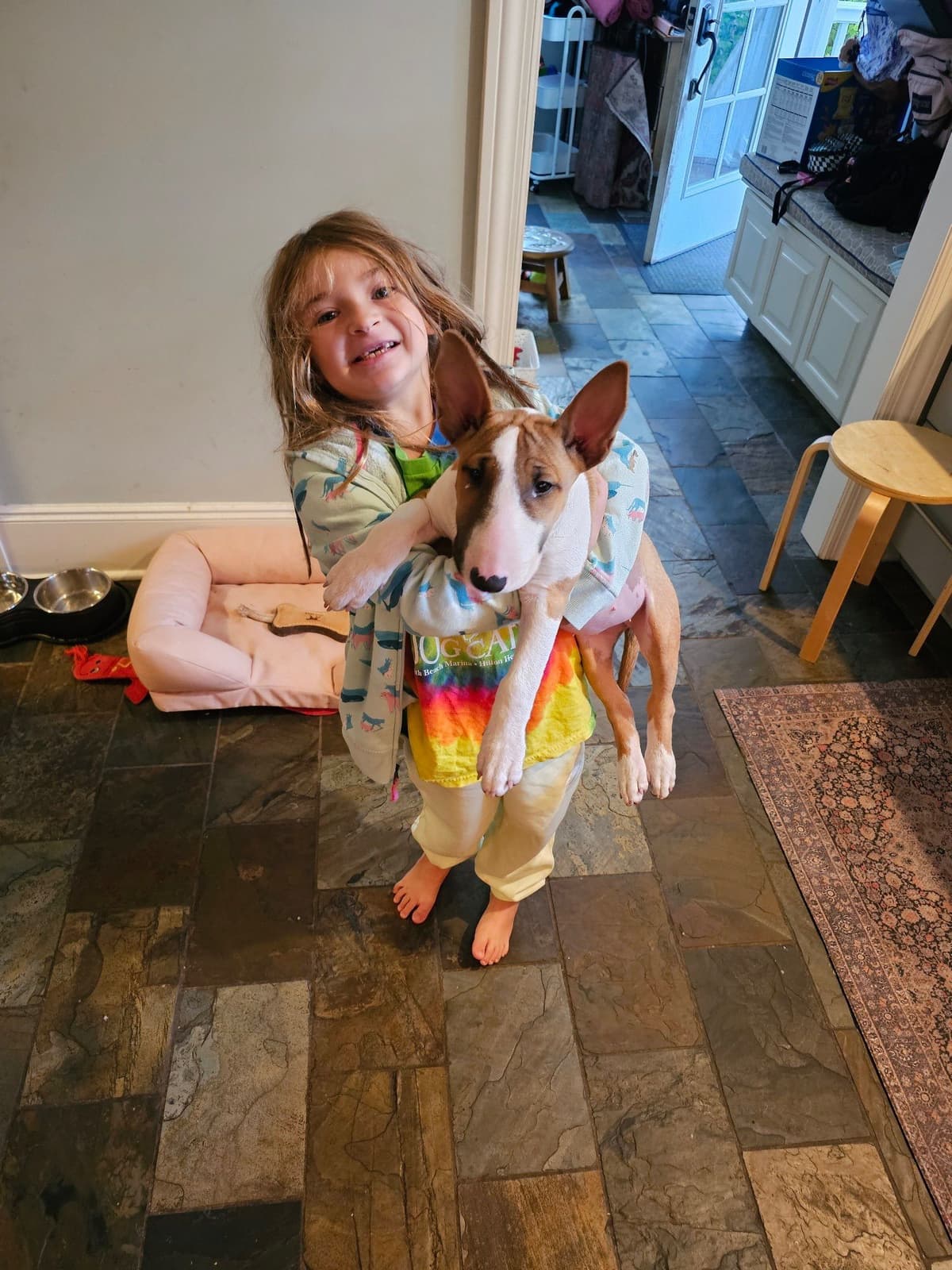 Bull Terrier Puppies breeder image 13