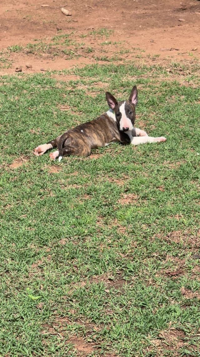 Bull Terrier Puppies media 2