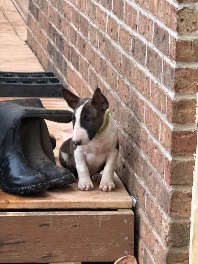 Bull Terrier Puppies media 5