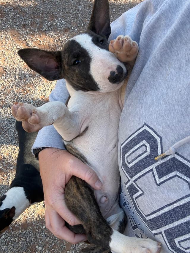 Bull Terrier Puppies media 6