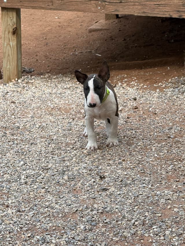 Bull Terrier Puppies media 7