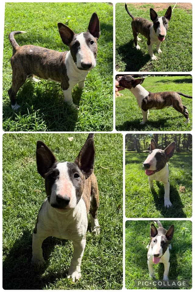 Bull Terrier Puppies media 8
