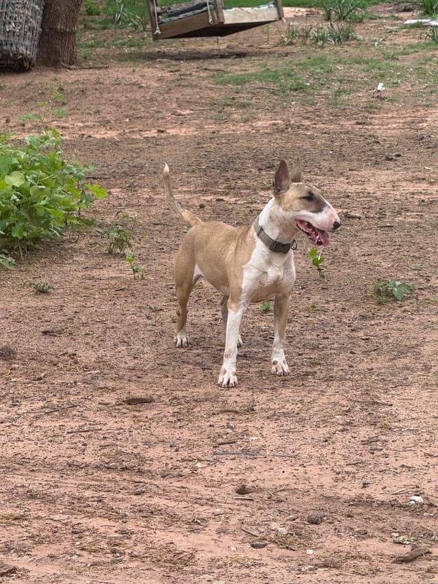 Bull Terrier Puppies media 2