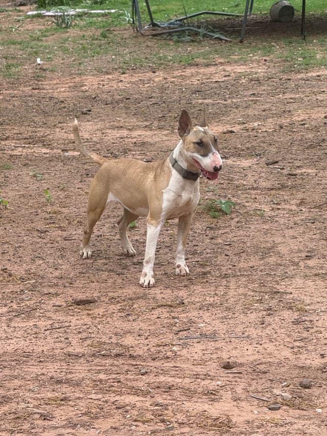Bull Terrier Puppies media 3