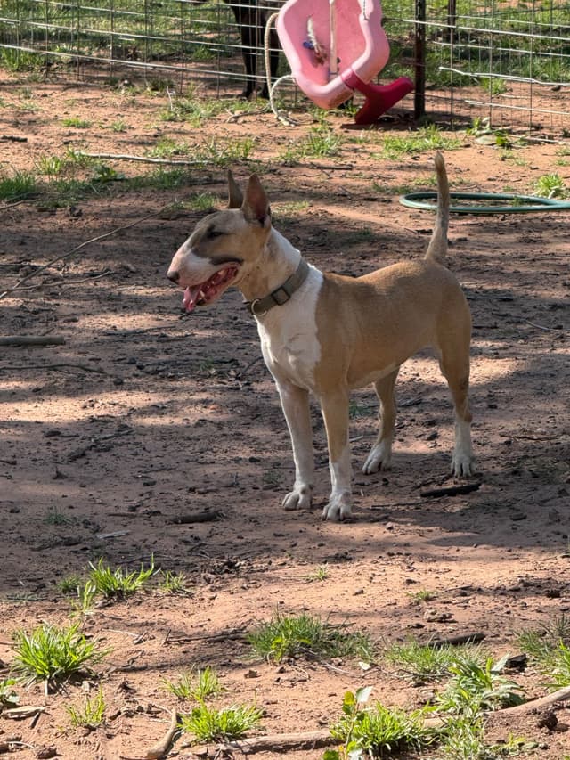 Bull Terrier Puppies media 4