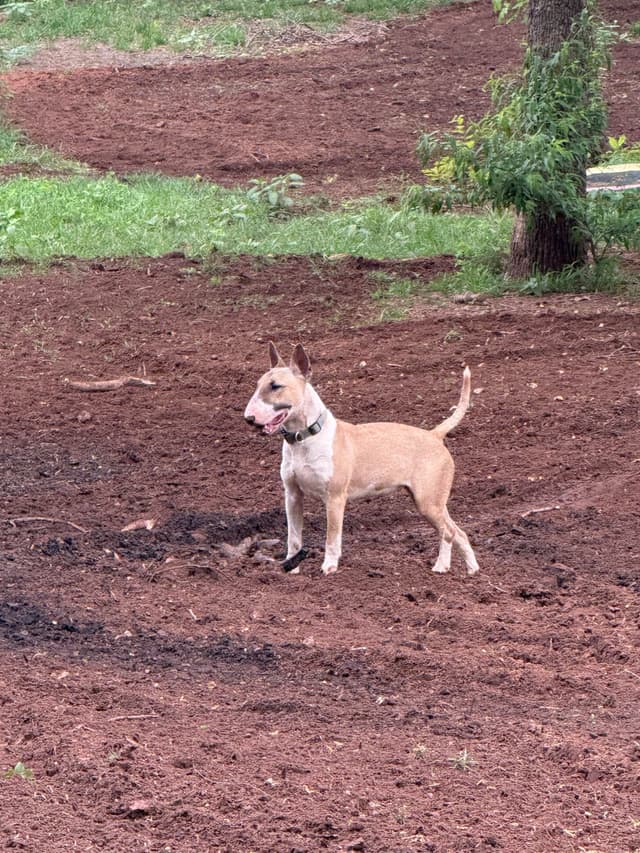 Bull Terrier Puppies media 8