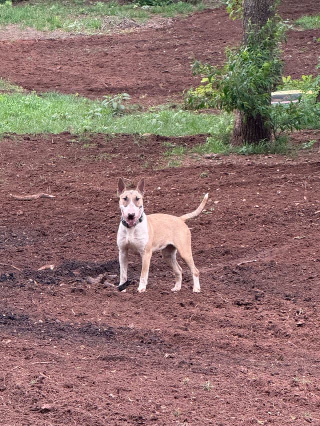 Bull Terrier Puppies media 6
