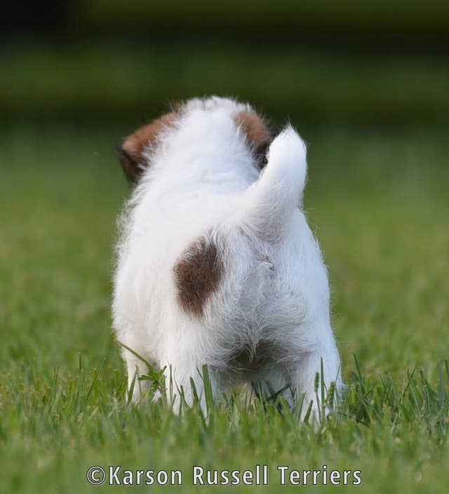Russell Terrier Puppies media 2