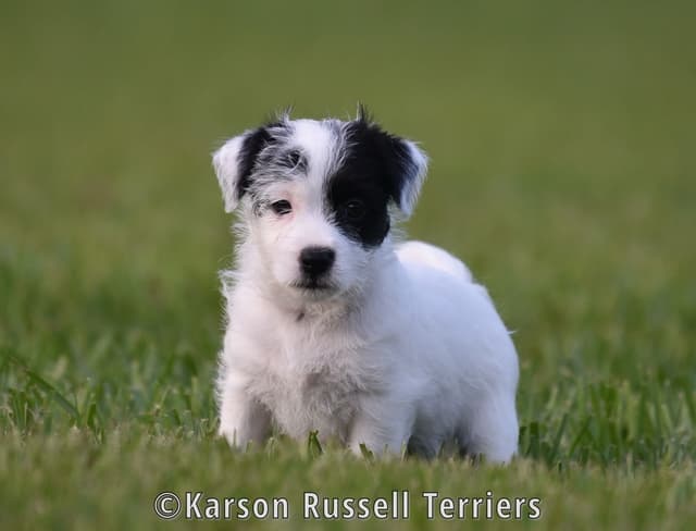 Russell Terrier Puppies media 3
