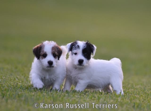 Russell Terrier Puppies media 4