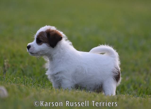 Russell Terrier Puppies media 5