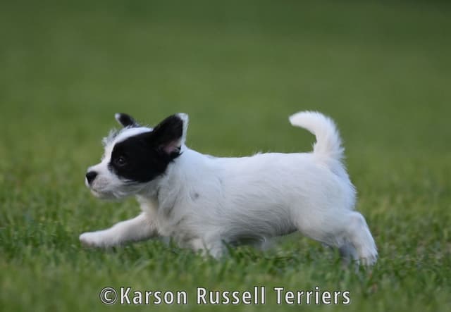 Russell Terrier Puppies media 6