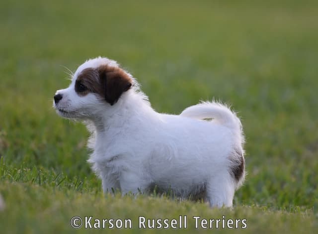 Russell Terrier Puppies media 7