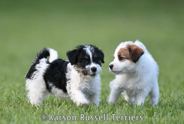 Russell Terrier Puppies media 9
