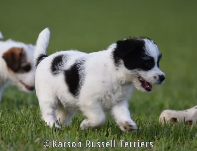 Russell Terrier Puppies media 11