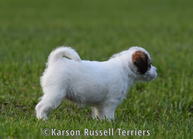 Russell Terrier Puppies media 12