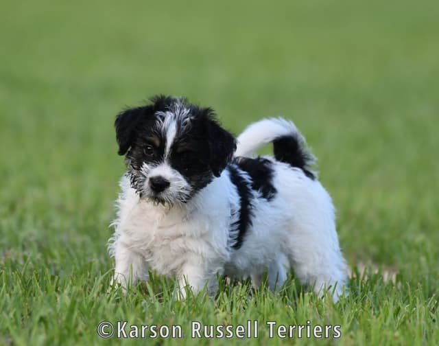 Russell Terrier Puppies media 14