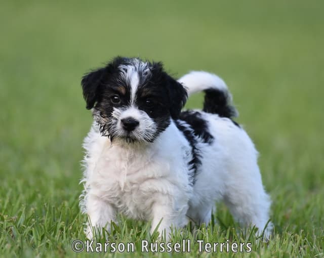 Russell Terrier Puppies media 13