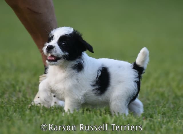 Russell Terrier Puppies media 15