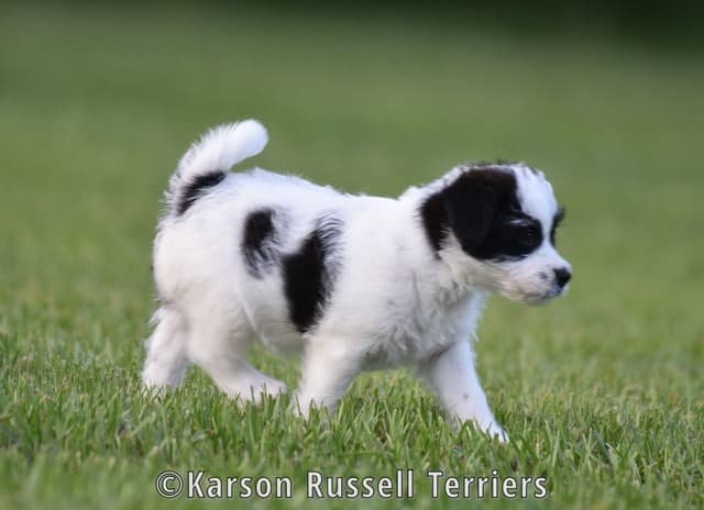 Russell Terrier Puppies media 16