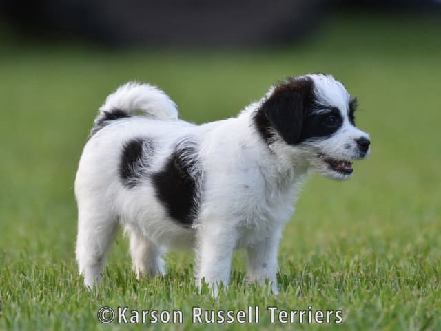 Russell Terrier Puppies media 18