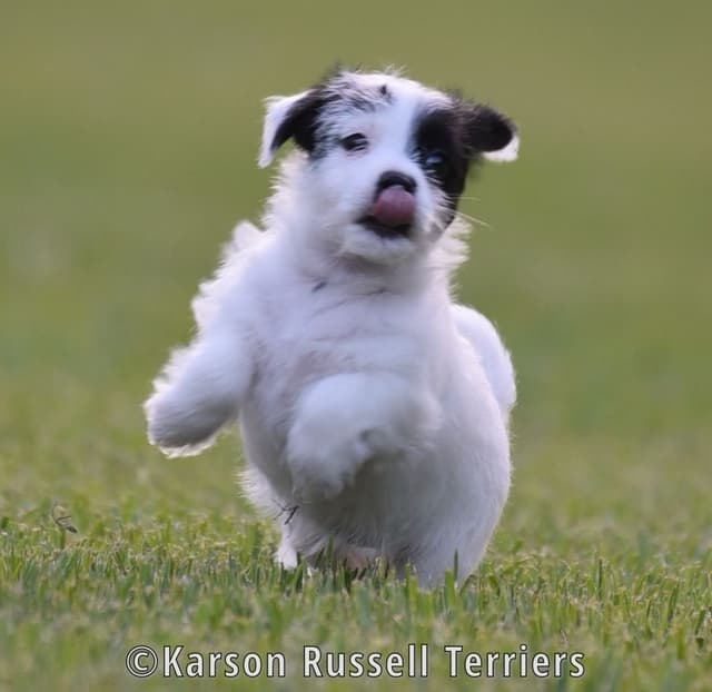 Russell Terrier Puppies media 17