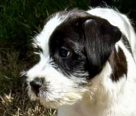 Russell Terrier Puppies media 20