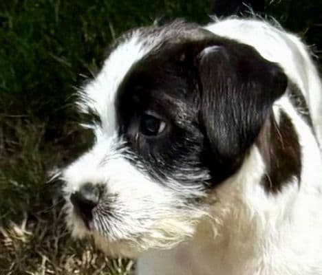 Russell Terrier Puppies breeder image 1