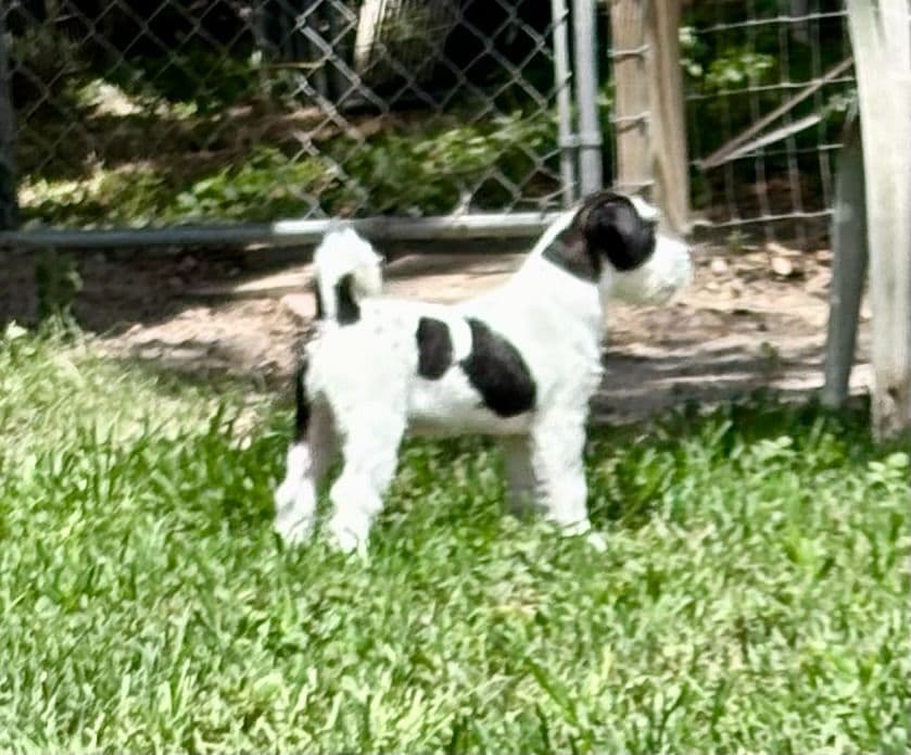 Russell Terrier Puppies breeder image 2