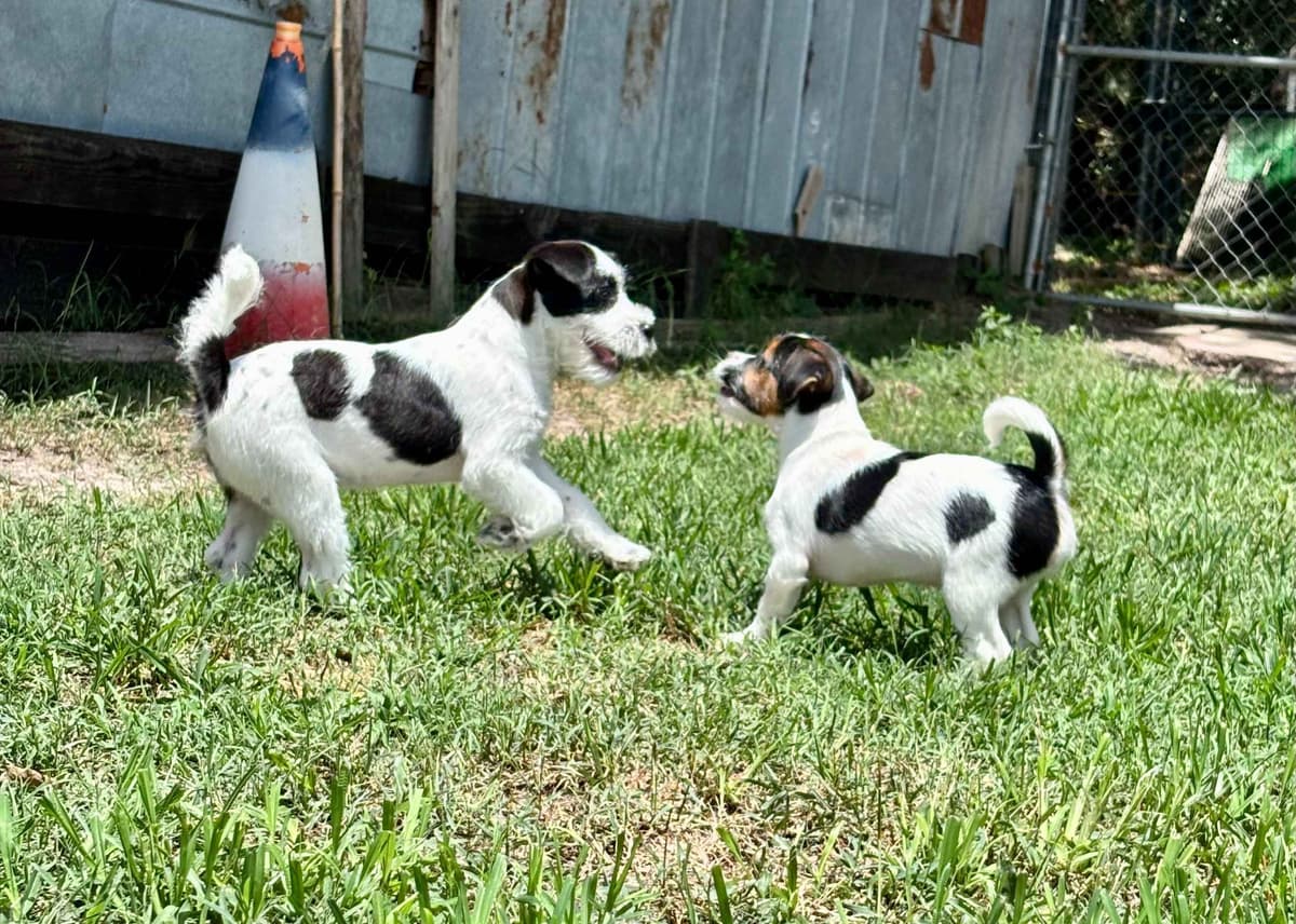 Russell Terrier Puppies breeder image 3
