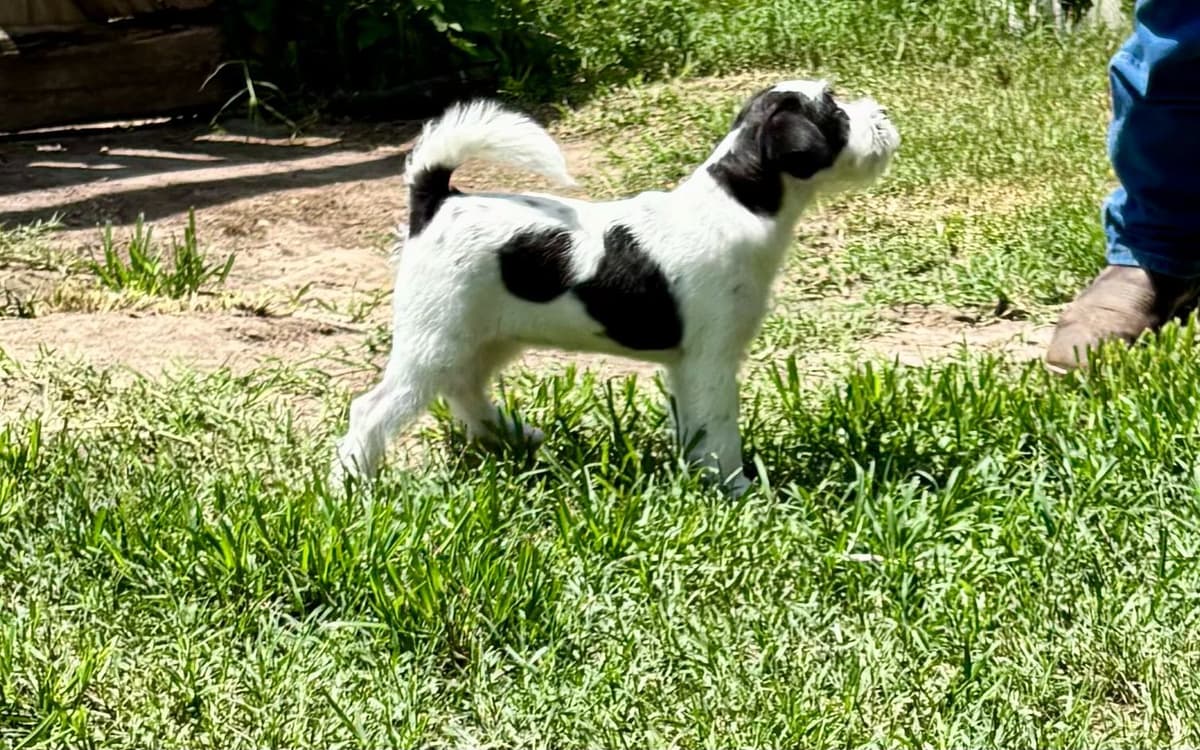Russell Terrier Puppies breeder image 4