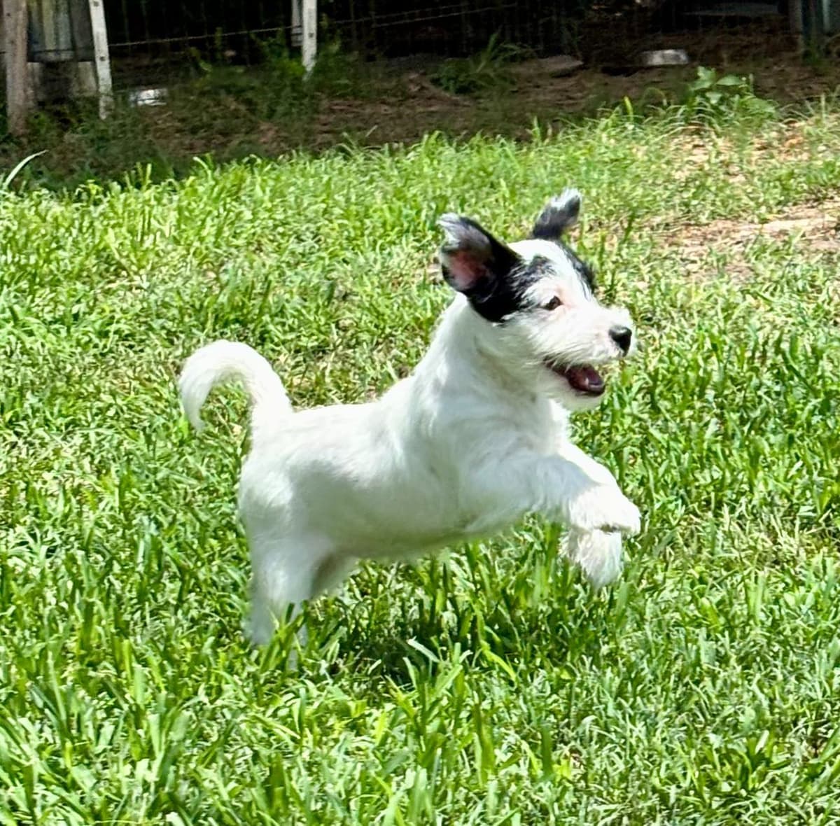 Russell Terrier Puppies breeder image 6