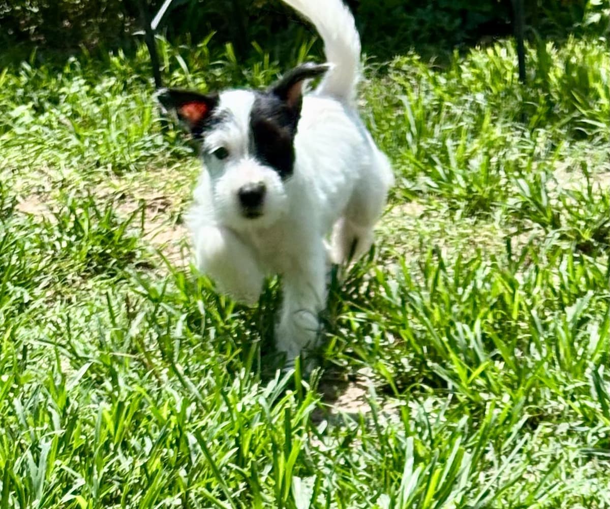 Russell Terrier Puppies breeder image 7
