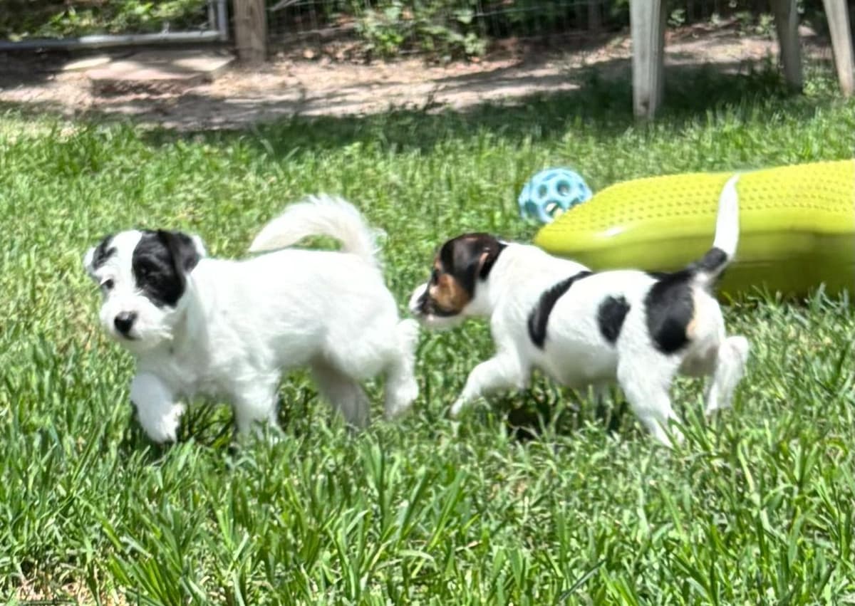 Russell Terrier Puppies breeder image 8