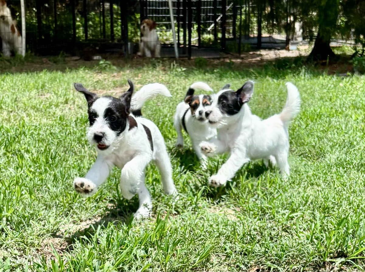Russell Terrier Puppies breeder image 9