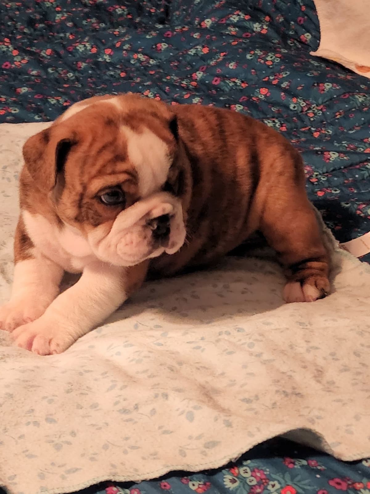 Bulldog Puppies breeder image 1
