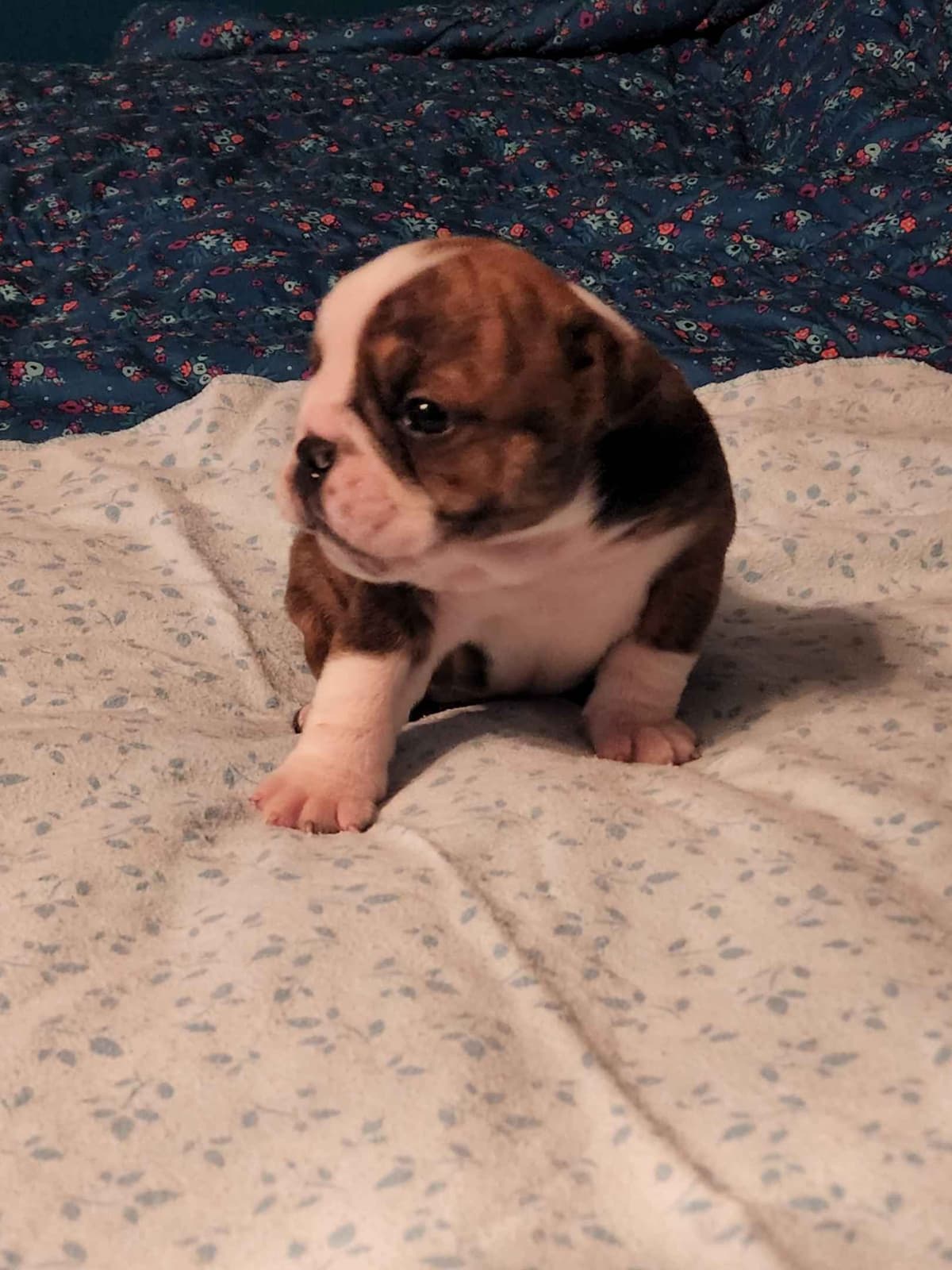 Bulldog Puppies breeder image 3