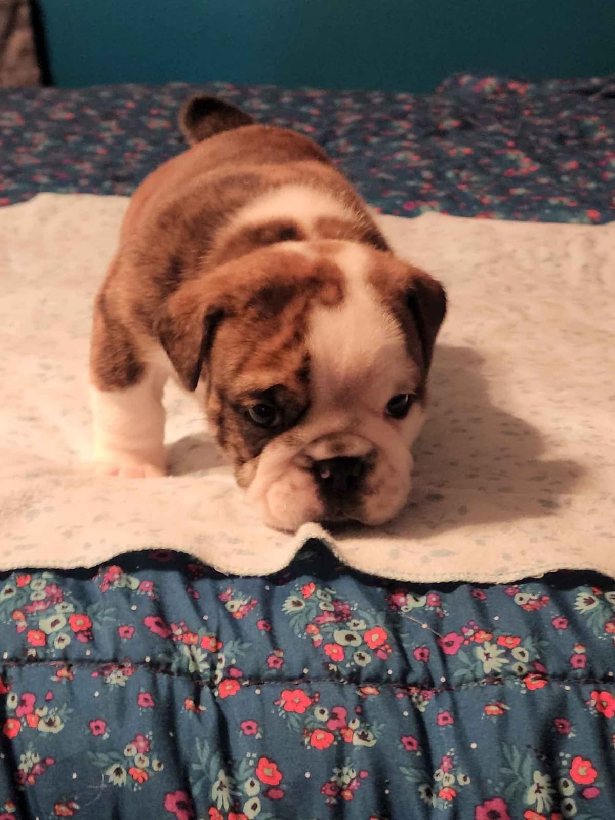Bulldog Puppies breeder image 4