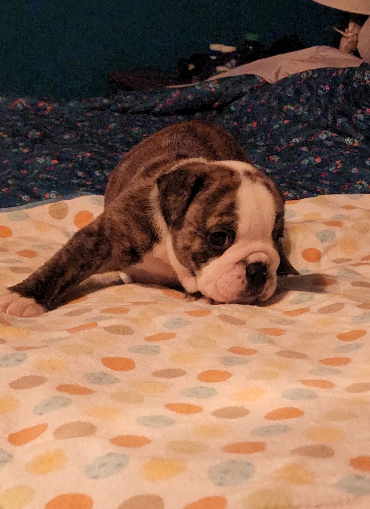 Bulldog Puppies breeder image 5