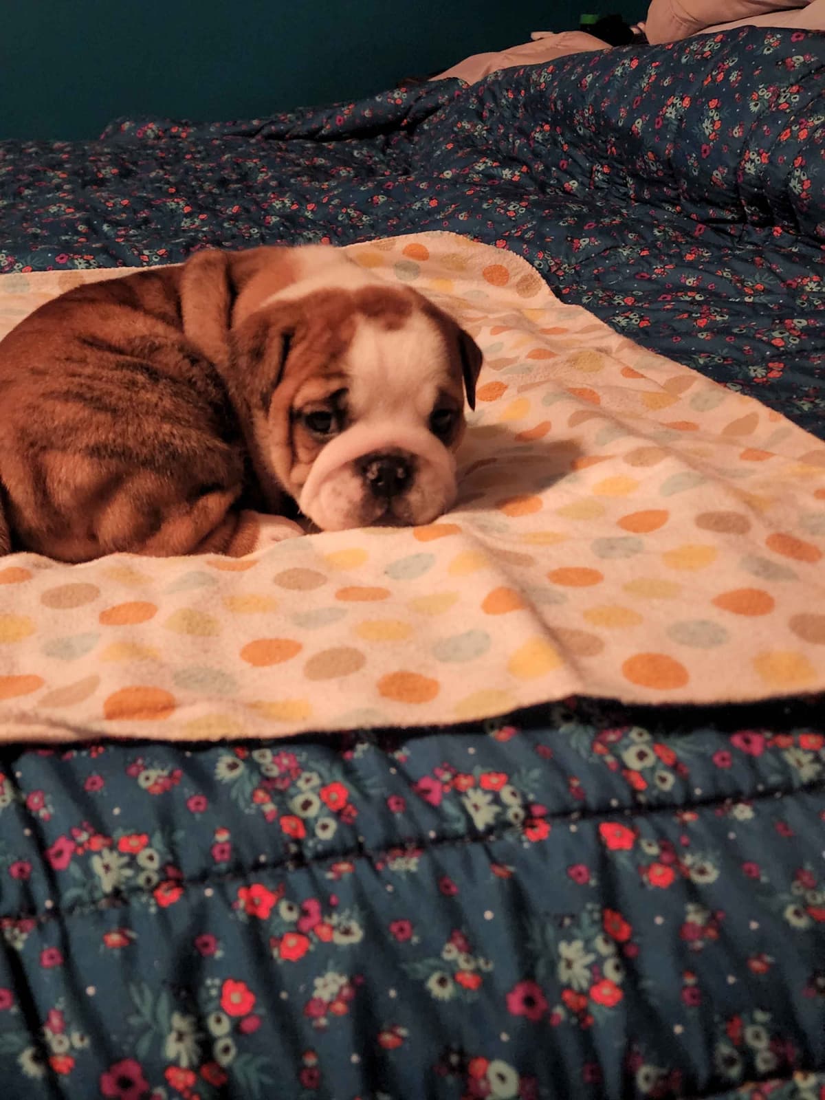 Bulldog Puppies breeder image 6