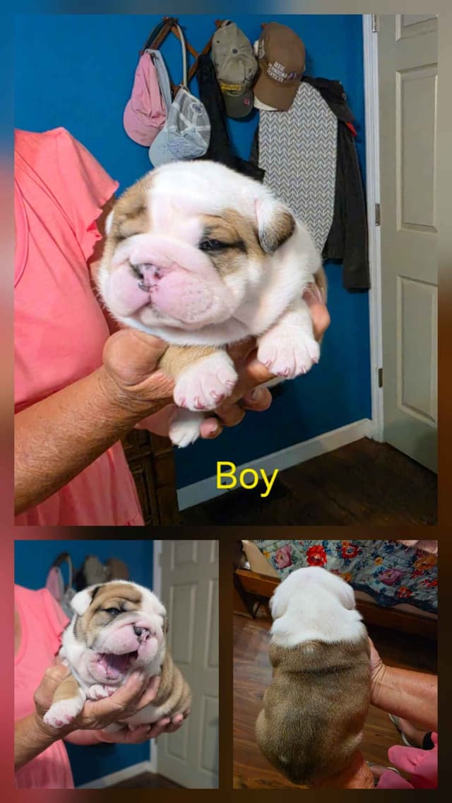 Bulldog Puppies media 2