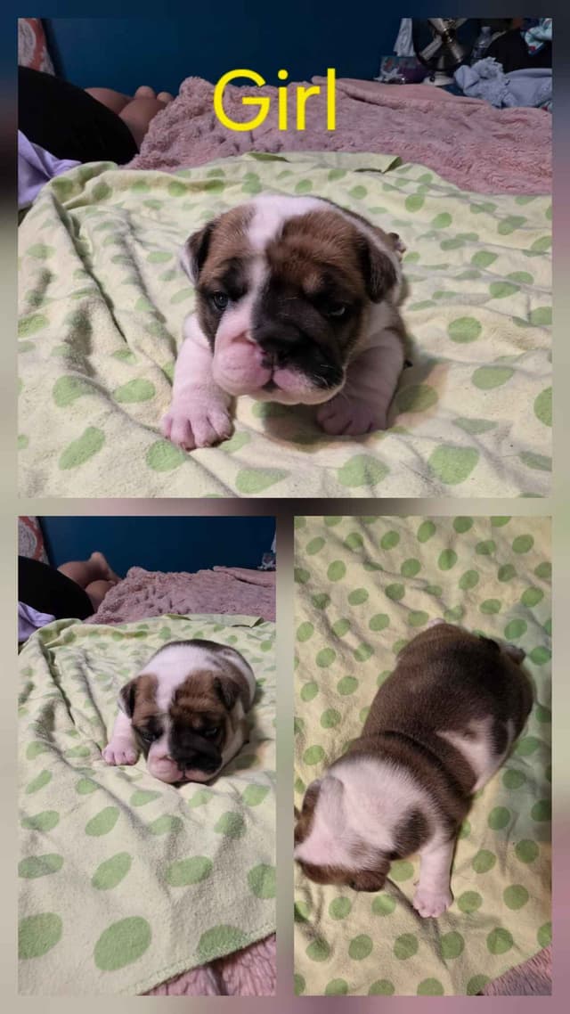 Bulldog Puppies media 3