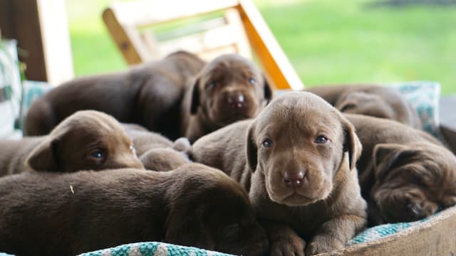 AKC American Hunting Family Labrador Retriever Puppies media 4
