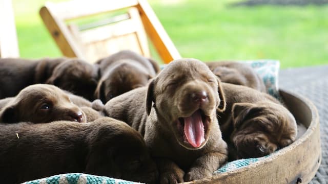 AKC American Hunting Family Labrador Retriever Puppies media 5