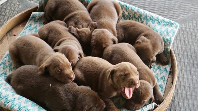 AKC American Hunting Family Labrador Retriever Puppies media 6