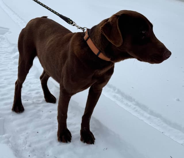 AKC American Hunting Family Labrador Retriever Puppies media 7
