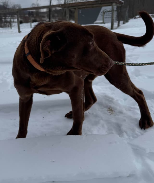 AKC American Hunting Family Labrador Retriever Puppies media 9