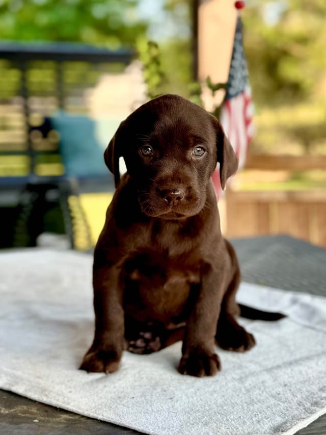 AKC American Hunting Family Labrador Retriever Puppies media 2